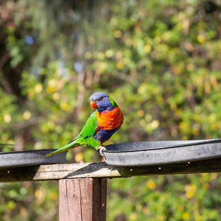 Lorikeet Holiday Park 阿瑞瓦瑞 外观 照片