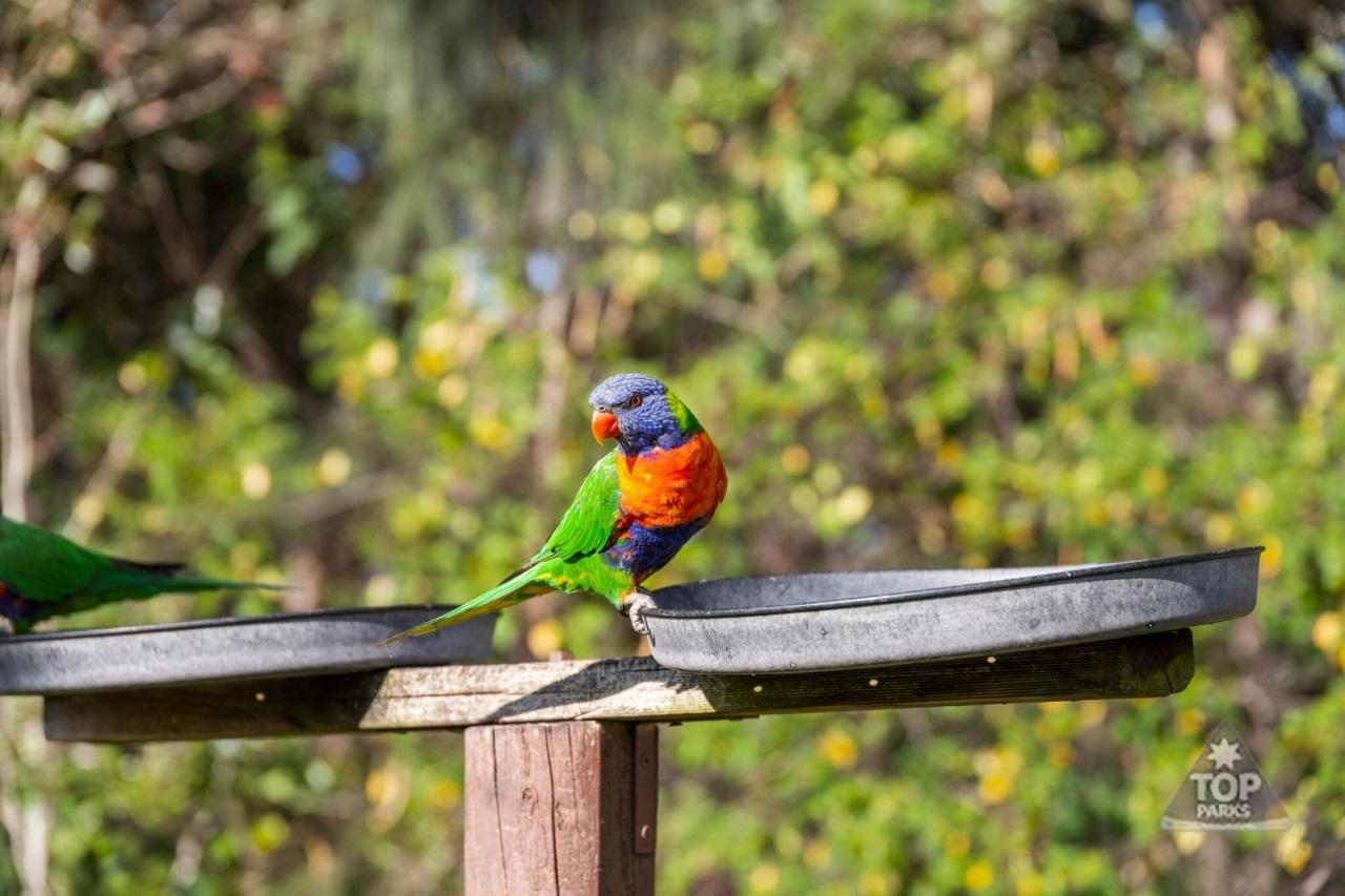 Lorikeet Holiday Park 阿瑞瓦瑞 外观 照片